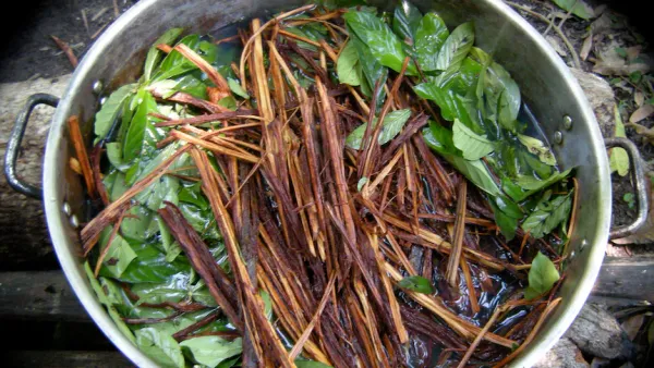 Patolog otkrio uzrok smrti: Amerikanac preminuo nakon konzumacije ayahuasce